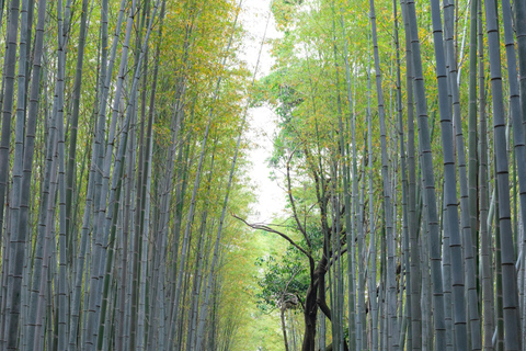 Kyoto & Nara: Private Cultural Journey with Guide & Pickup