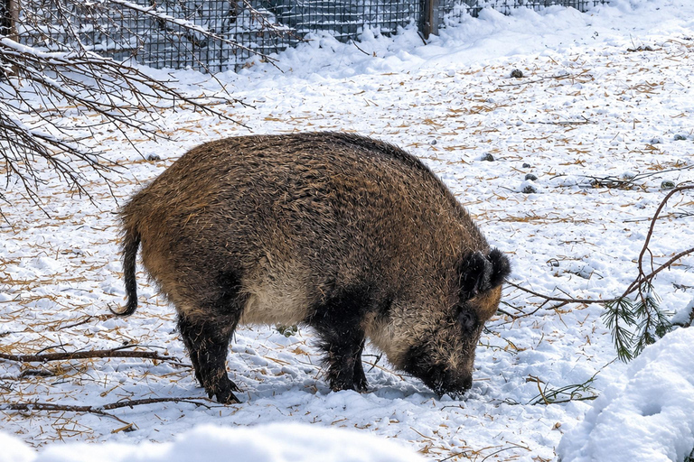 Rovaniemi: Ranua Wildlife Park, Polar Bears & Arctic Animals ⭐ Ranua Highlights | 4h | Polar Bears | Most Popular