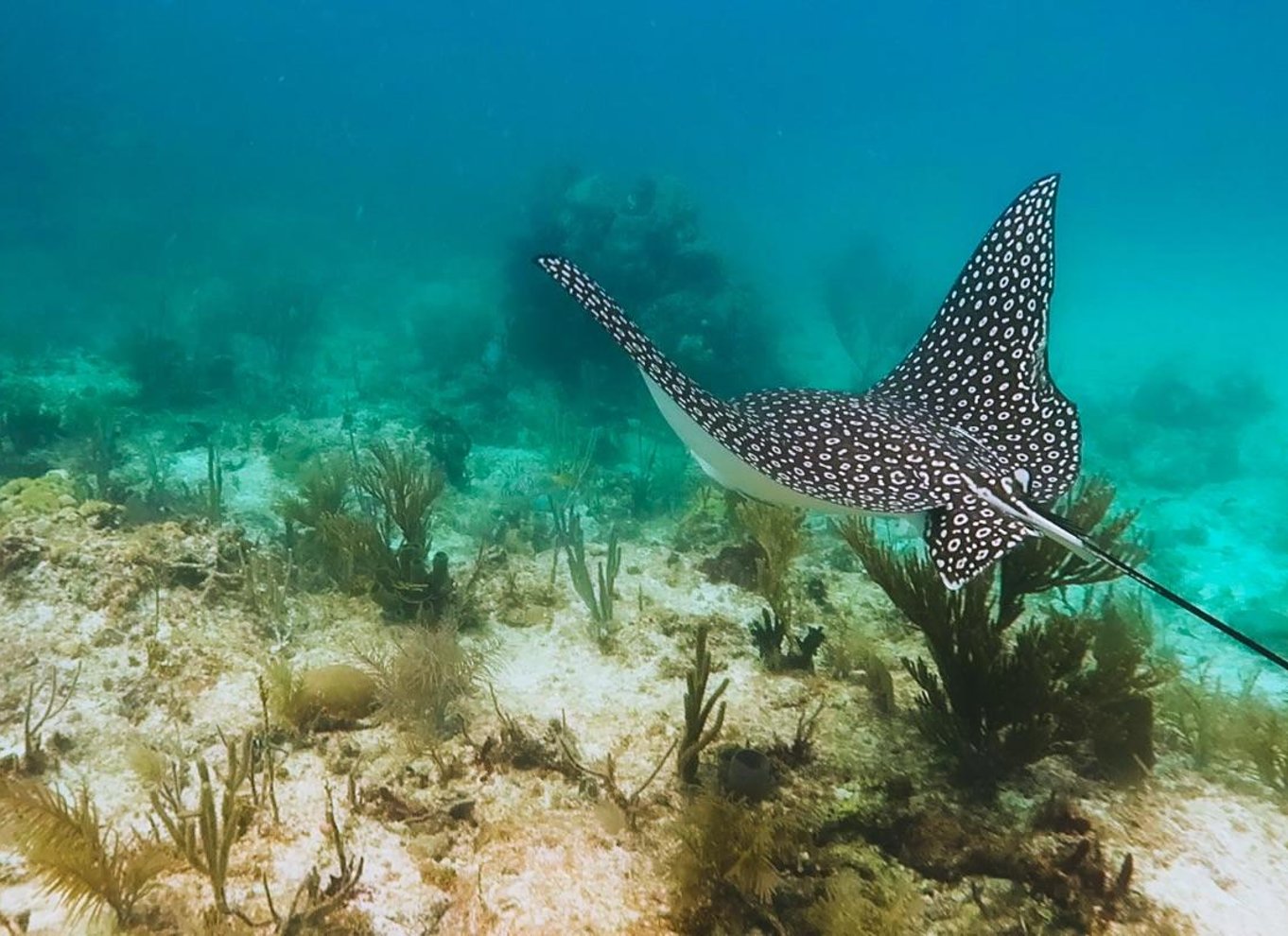 Key Largo: Snorkeltur