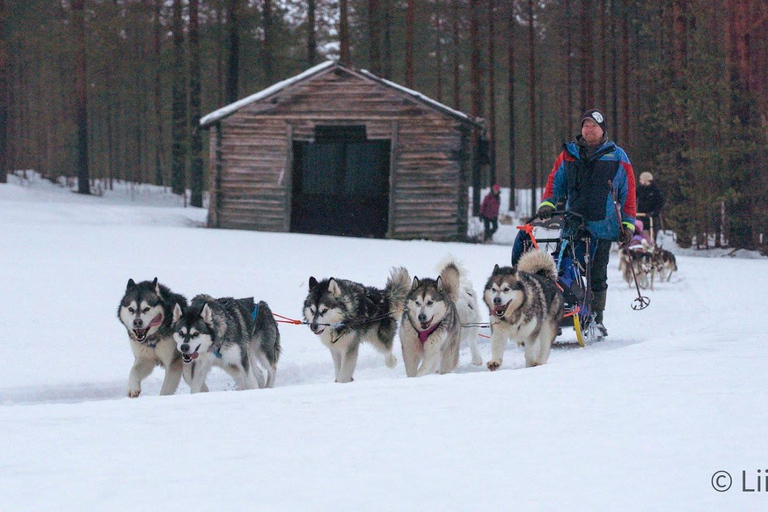 Meltosjärvi: Self Driving Husky Tour - Lake Trail Experience
