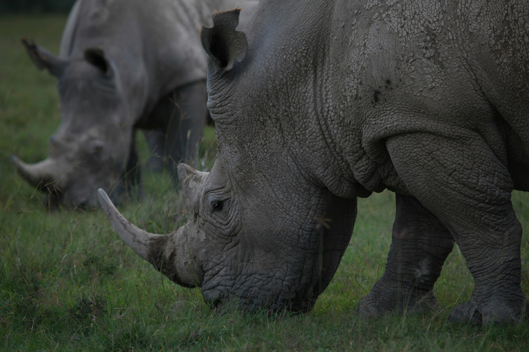 CAPE TOWN: PRYWATNE SAFARI W REZERWACIE GIER AQUILAZ Kapsztadu: Wycieczka w obie strony do Aquili z przejażdżką do gier