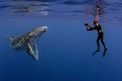 Mirissa: Dolphin Swim Blue Whale Snorkelling | All-Inclusive Mirissa: Scuba Diving & Turtle Snorkelling Experience