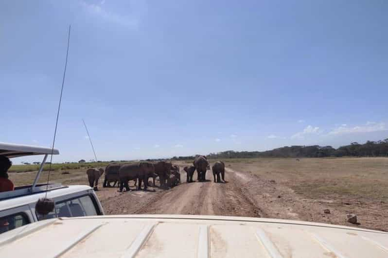 From Nairobi Or Mombasa Day Amboseli National Park Safari Getyourguide