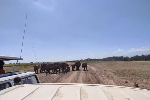 Nairobi : Excursion d&#039;une journée dans le parc national d&#039;Amboseli avec déjeuner