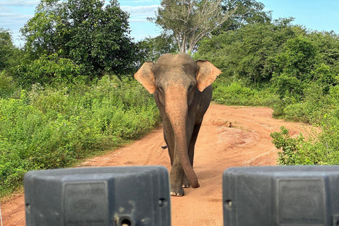 From South Coast: Udawalawe Park Safari with Ella Drop-off