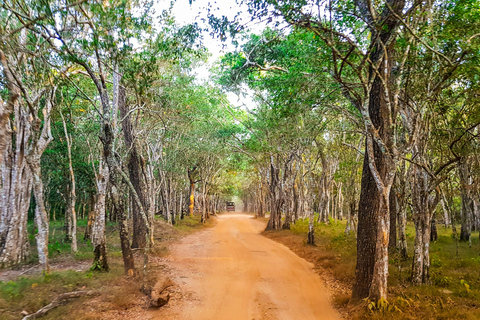 Parque Nacional de Wilpattu: Safari privado (12 h)