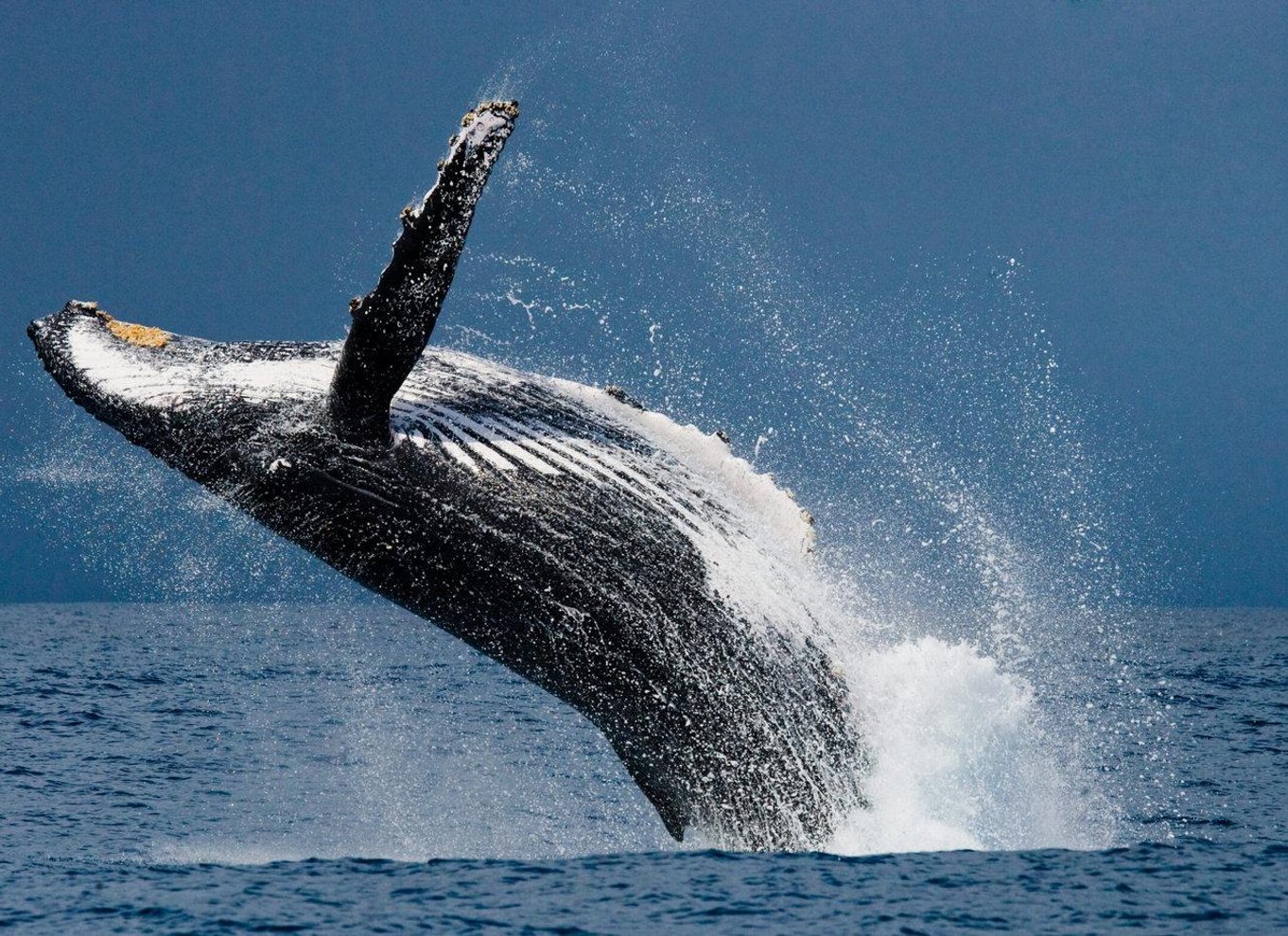 Costa Rica: Hval- og delfinsafari