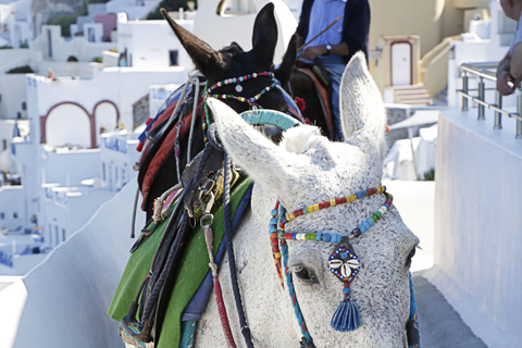 Mykonos: Horseback Riding To Fokos Beach & Farmland