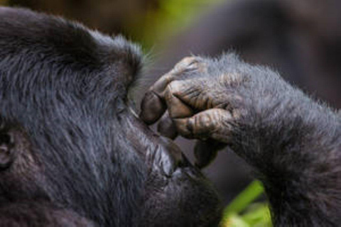 Uganda: 3 días de senderismo por la selva de Bwindi en busca de gorilas