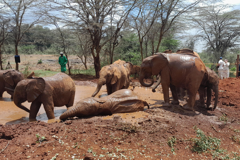 Dagsutflykt: Olpejeta Conservancy och Schimpans SanctuarGemensam dagsutflykt