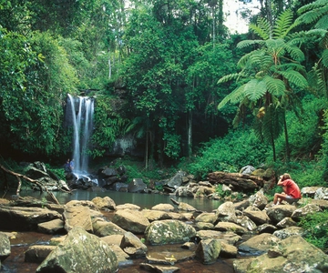 Brisbane: Hop on Hop off Bus to Tamborine Mountain
