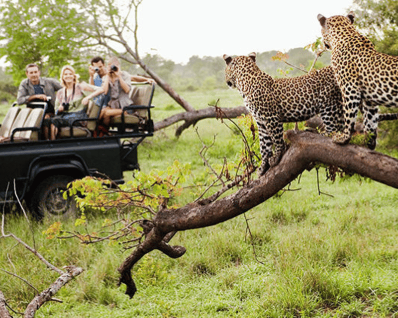 Jaipur: Private Jhalana Leopard Safari Tour | GetYourGuide