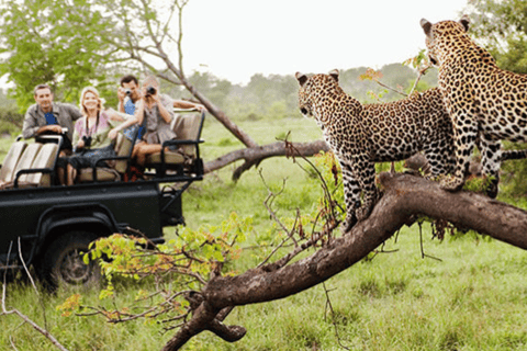 Jaipur: Excursión Privada al Safari en Leopardo de Jhalana