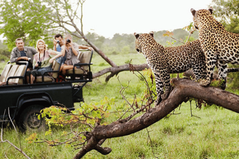 Jaipur: Private Jhalana Leopard Safari Tour