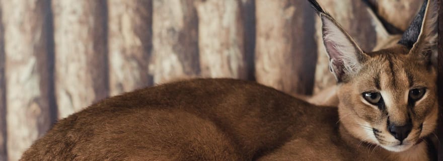 Visite privée des amoureux des animaux - demi-journée