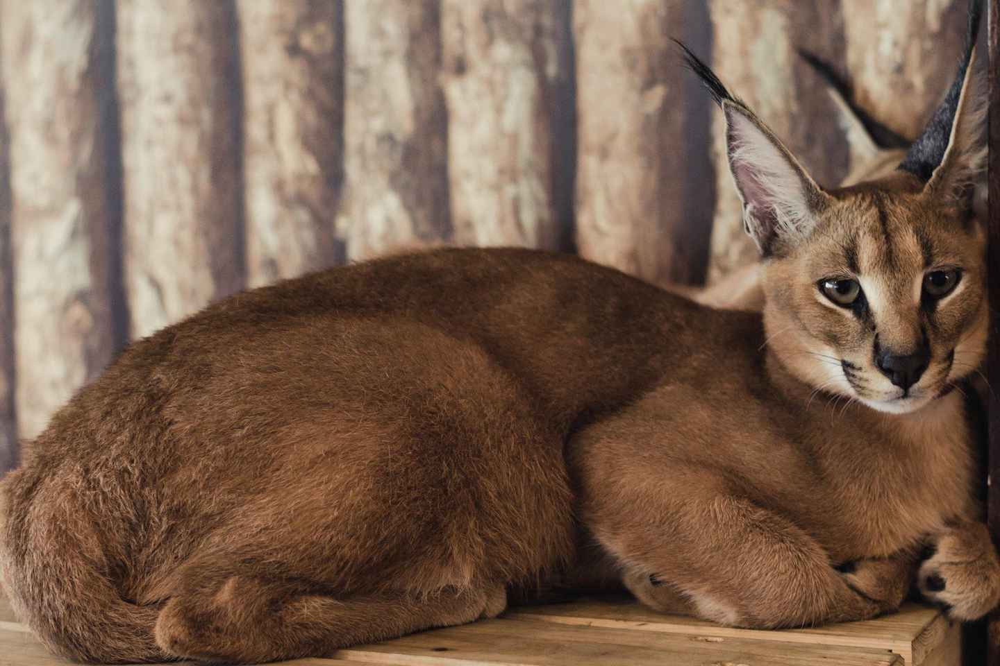 Private Animal Lover?s Tour ? Half Day - Private Animal Lover’s Tour – Half Day