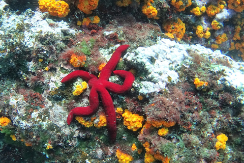 La Herradura: kajak- en snorkeltour door natuurpark Cerro Gordo