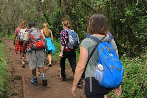 Arusha : Mount Kilimanjaro Day Hike with Breakfast and Lunch