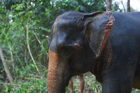 Programme de nuit au Sanctuaire éthique des éléphants de Khaolak