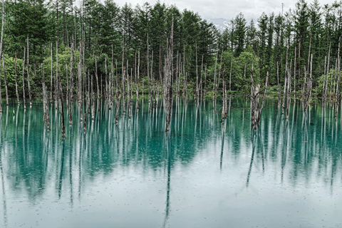 Furano en Biei Tour: Ontdek de levendige velden van Hokkaido