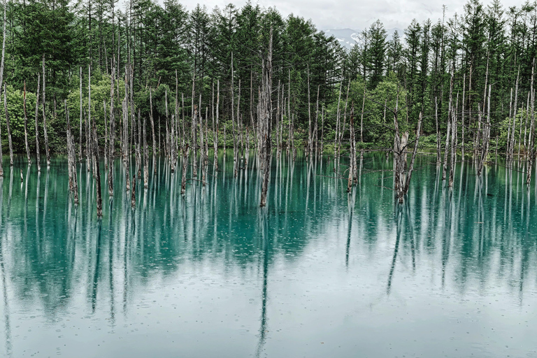 Tour di Furano e Biei: Alla scoperta dei campi vibranti dell&#039;Hokkaido