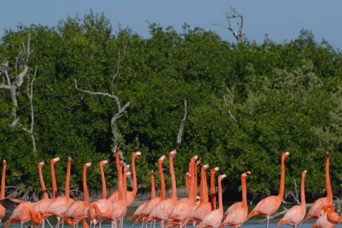 Wycieczka do Ría Lagartos, Coloradas i Playa CancúnitoMerida: Wycieczka na plażę Ria Lagartos, Coloradas i Cancunito