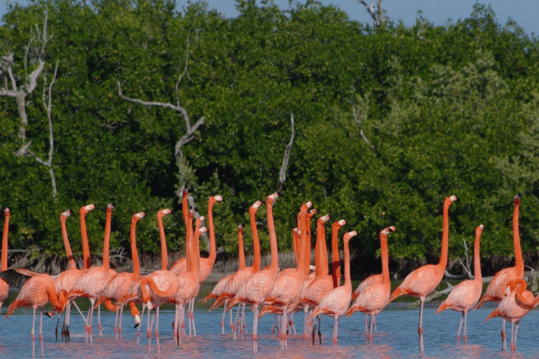 Wycieczka do Ría Lagartos, Coloradas i Playa CancúnitoMerida: Wycieczka na plażę Ria Lagartos, Coloradas i Cancunito