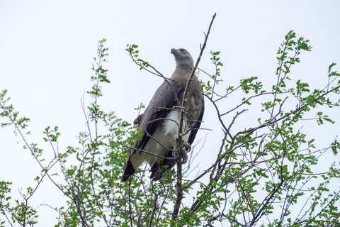 Minneriya: Private Bird Photography Tour with Guide