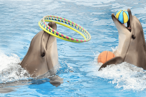 Alanya: Dolphin Park Transferservice von allen OrtenTransfer von Hotels