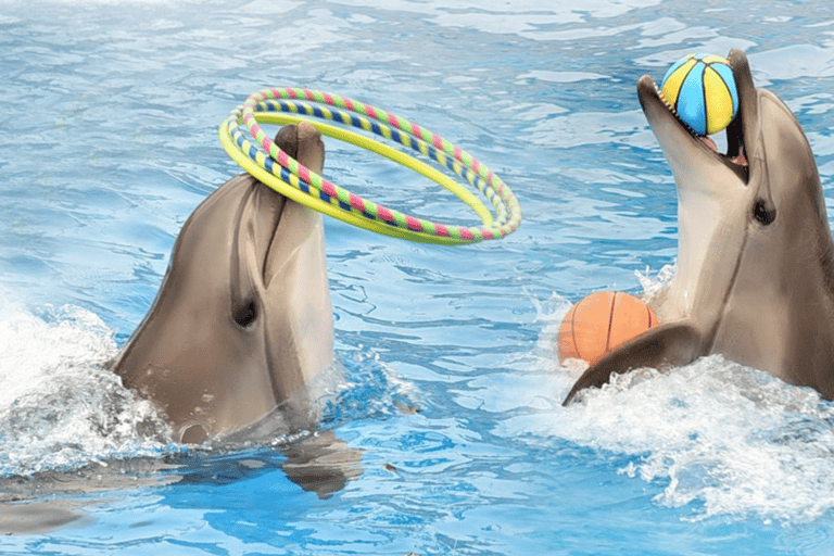 Alanya: Dolphin Park Transferservice von allen OrtenTransfer von Hotels