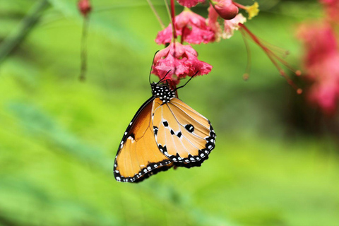 ZANZIBAR; Jozan Forest, Butterfly & Visit Local Village pete