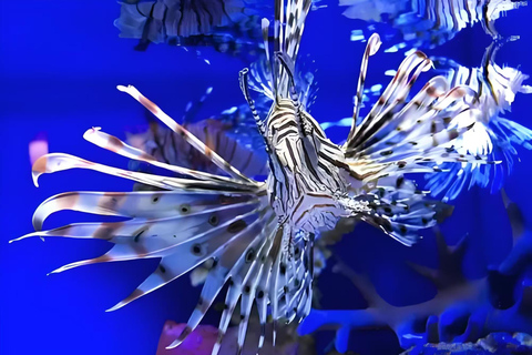 Shanghai: Shanghai Ocean Aquarium Tickets