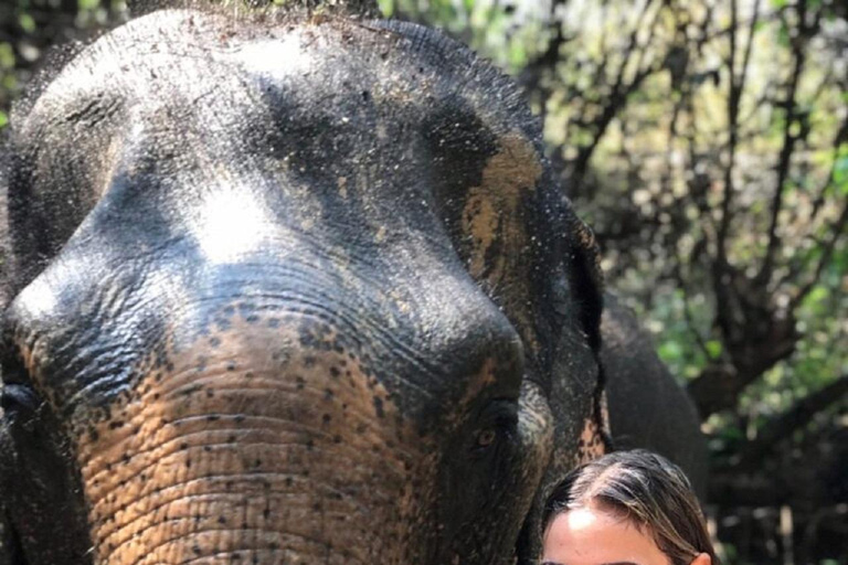 Rundtur i Kambodjas elefantreservat och Banteay Srey-templet