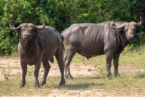 Ontdek onze beste 4-daagse Masai Mara safari vanuit Nairobi