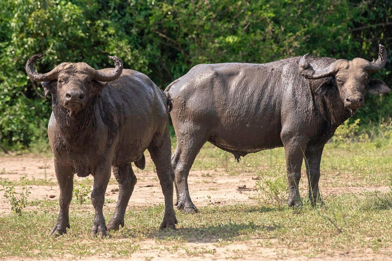 Scopri il nostro miglior safari di 4 giorni nel Masai Mara da Nairobi