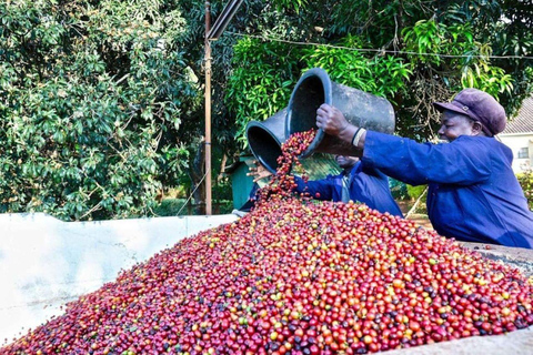 Nairobi: Tour della fabbrica e della fattoria del caffè con trasferimento