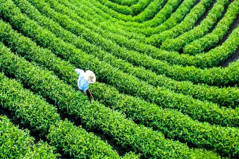 Shanghai: West Lake Hills & Tea Gardens Private Day Trip