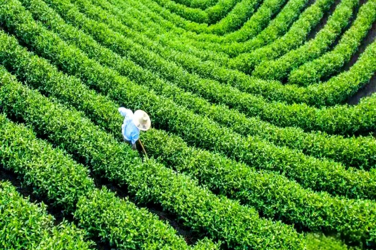 Shanghai: West Lake Hills & Tea Gardens Private Day Trip