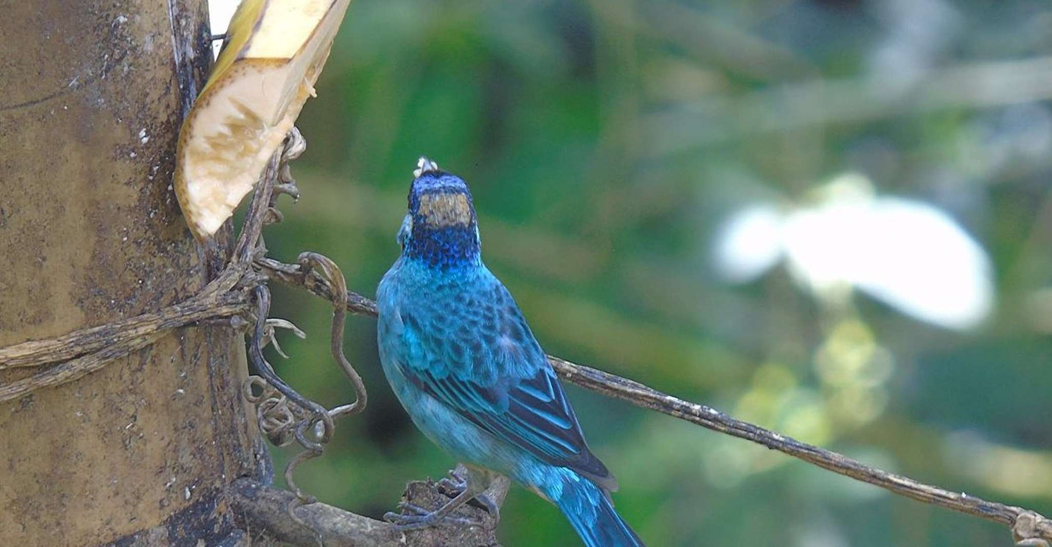 Mindo Cloud Forest and Birding Tour - Housity