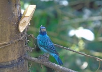 Mindo Cloud Forest und Vogelbeobachtungstour - Housity