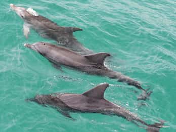 Z Sydney: Wycieczka do Jervis Bay z plażą, koalami i kangurami