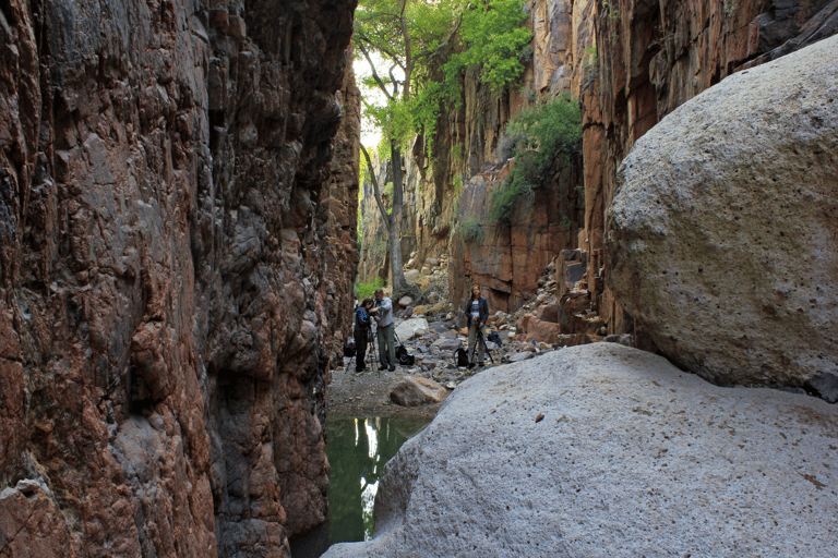 Tucson: Sonoran Desert Guided Hike with Naturalist Guide