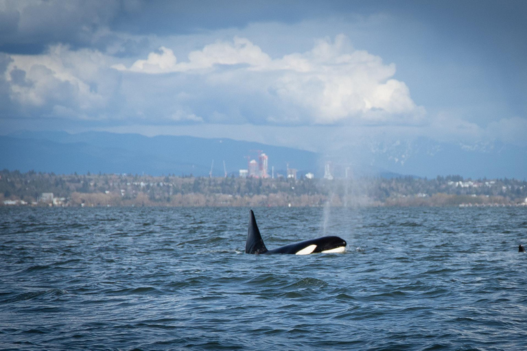 British Columbia: Whale Watching Öko-Abenteuertour