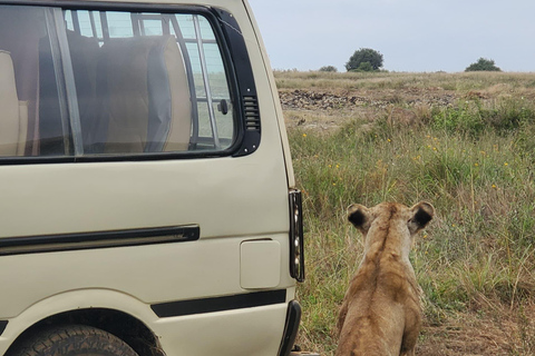 Parco Nazionale di Nairobi Game Drive