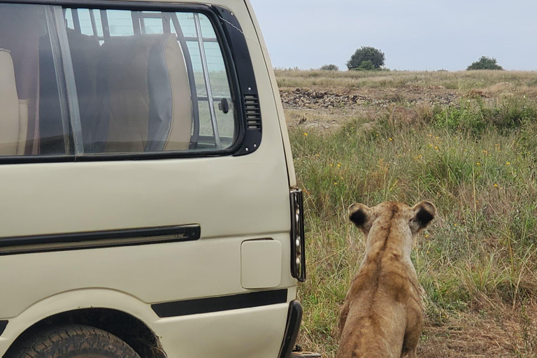 Parco Nazionale di Nairobi Game Drive