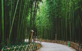 Bamboo Village & Cycling Tour in Wayanad