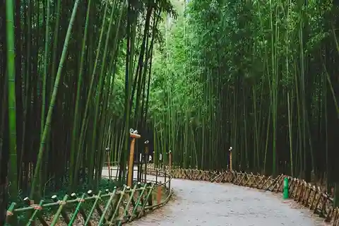 Aldeia de bambu e passeio de bicicleta em Wayanad