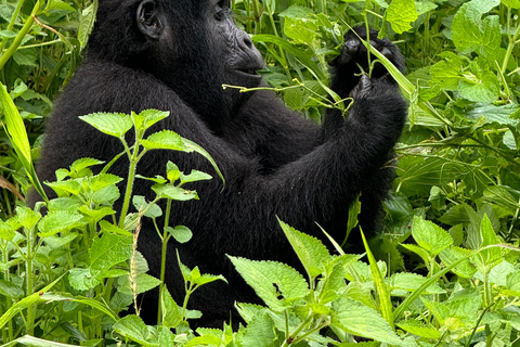 Uganda: 7-dniowe safari z Wielką Piątką, gorylami i szympansami