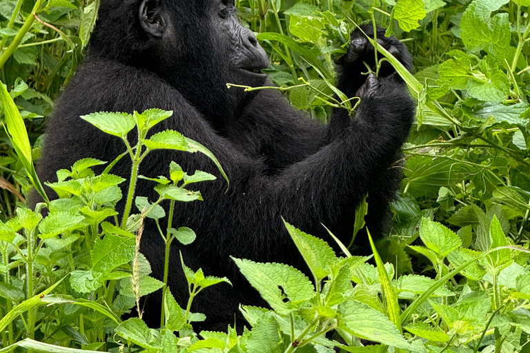 Oeganda: 7-daagse safari van de Big Five, gorilla&#039;s en chimpansees