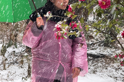 Jeju: Winter SouthWest Tangerine Pick, Snow, Camellia, Tour